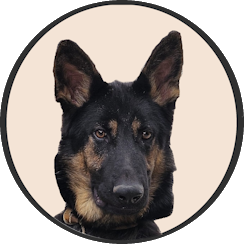 Les chiens à vendre
