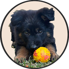 Les chiots