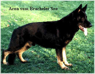 Aron vom Bracheler see