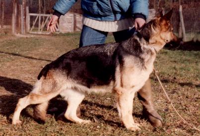Sagheera du val des Hurles vent