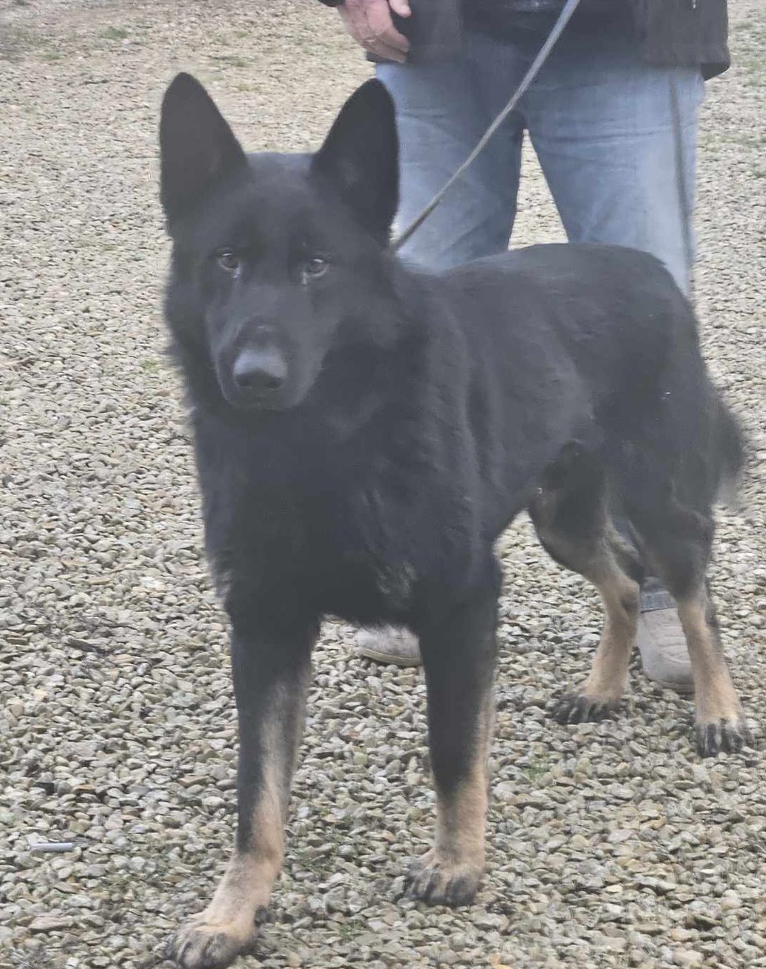 THOR du Val des Hurles Vent