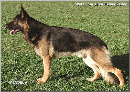 Watz vom alten Felsenkeller