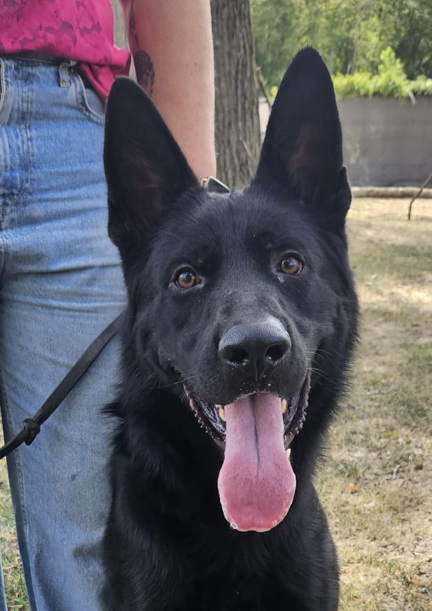 Ashiro du val des Hurles vent